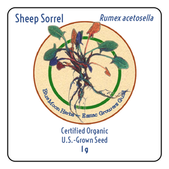 Sheep Sorrel Seed